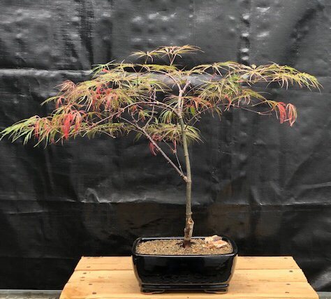24 yo Crimson Queen Japanese Maple Bonsai Tree Acer Palmatum Crimson Queen 20