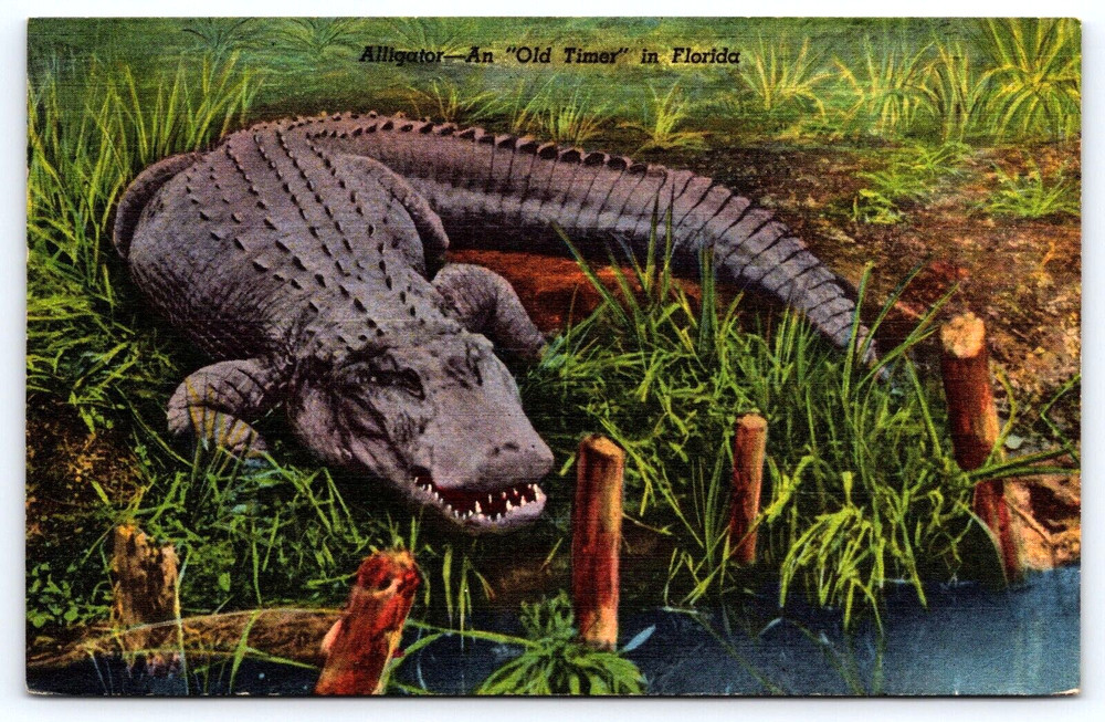 Tropical Florida Fl Alligator Animal Old Timer Vintage Postcard 1954