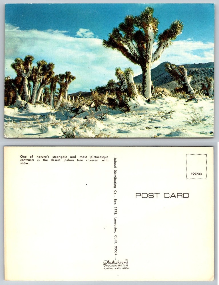 Vintage Plastichrome Postcard Joshua Trees Covered in Snow Desert Scene CA