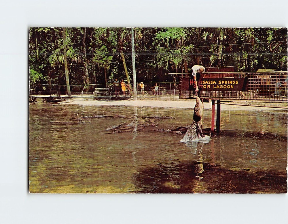 Postcard Florida Alligators
