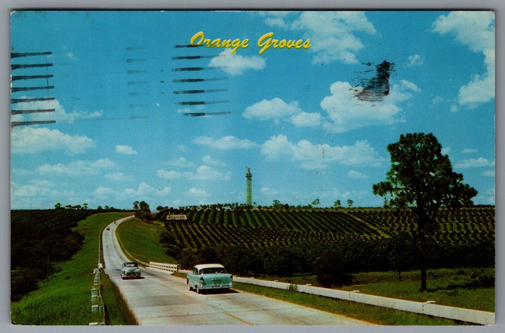 Postcard Florida Orange Groves Scenic View