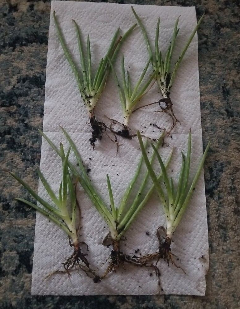 6 Live Plants Young Green Aloe Vera Green Rooted