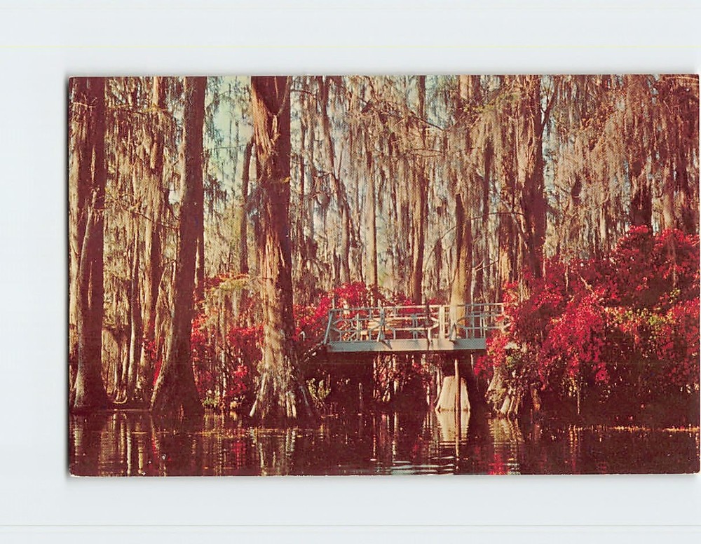 Postcard Cypress Gardens Near Charleston South Carolina USA