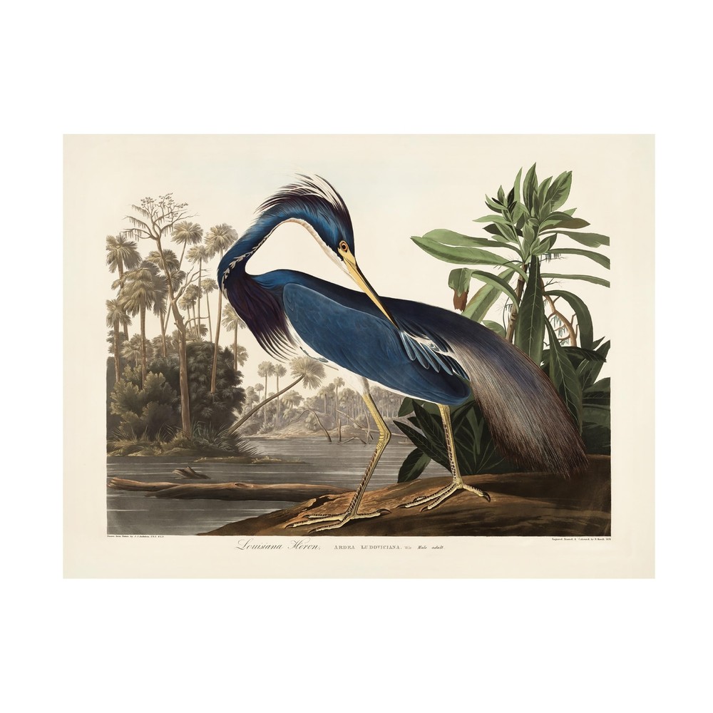 Canvas Wall Art - Pictufy 'Louisiana Heron From Birds of America 1827' Wall A...