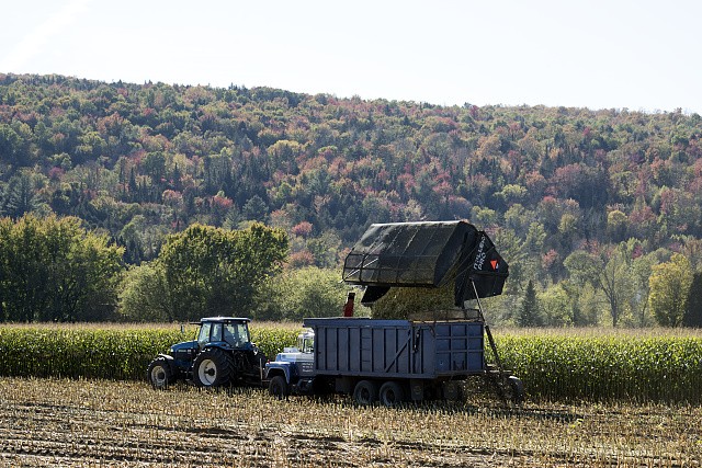 Photo:Columbia New Hampshire 2017 Corn Silage Harvest Tractor Trailer