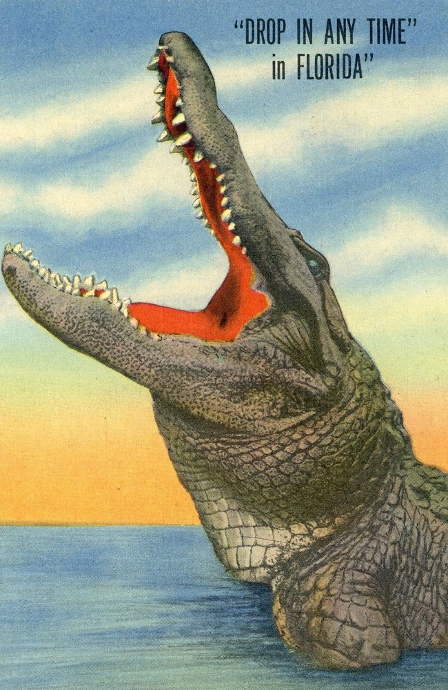 Drop in Any Time in Florida, Posted, VG --POSTCARD