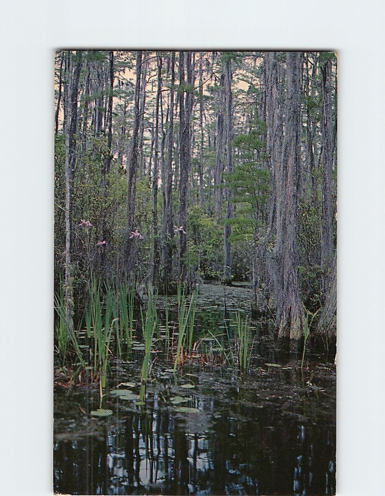 Postcard Wild Flags & Cypress Trees Okefenokee Swamp Park Waycross Georgia USA