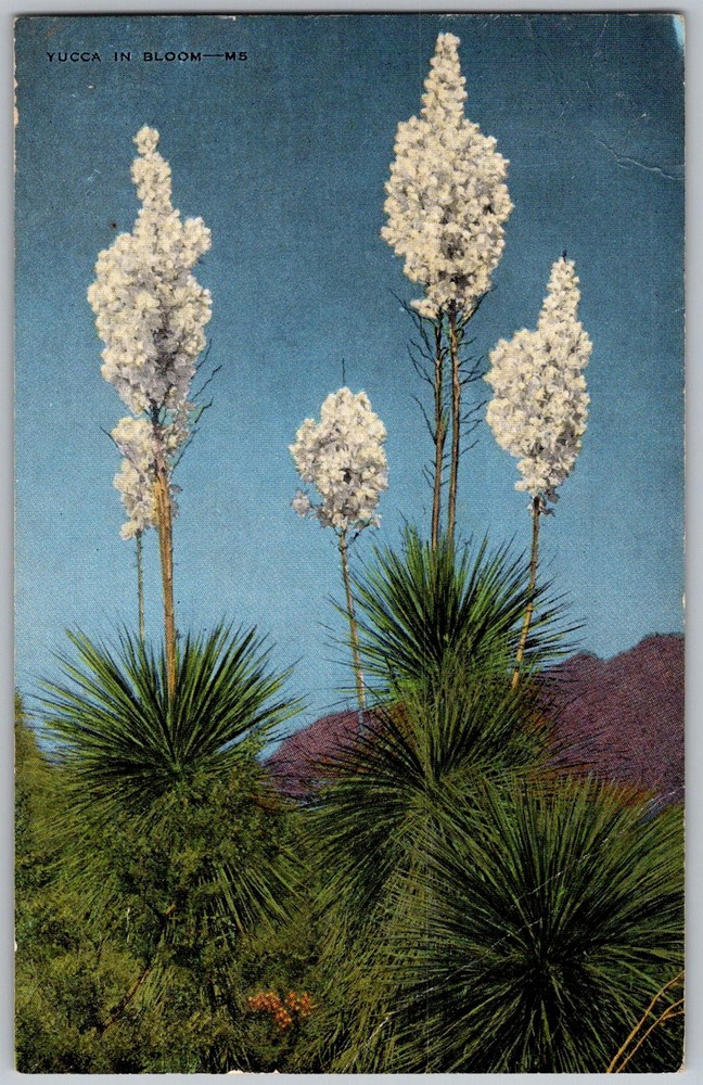 Vtg Postcard Yucca Bloom 1930s