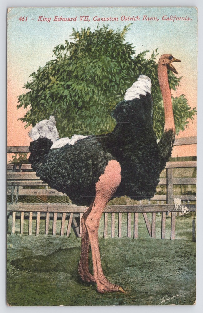 Animal~King Edward VII Cawston Ostrich Farm California~Vintage Postcard