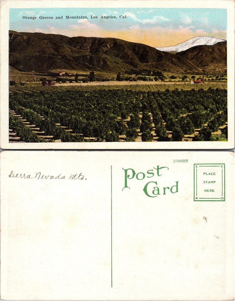 Orange Groves and Mountains Los Angeles California CA Postcard