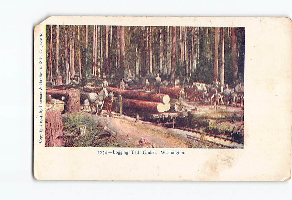 Postcard Logging Tall Timber Washington USA North America