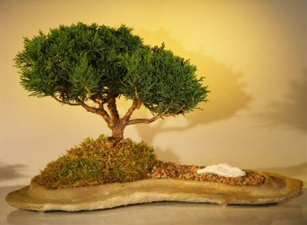 Juniper Bonsai Tree Live Slab Shimpaku Juniperus Chinensis On Rock Plant 10