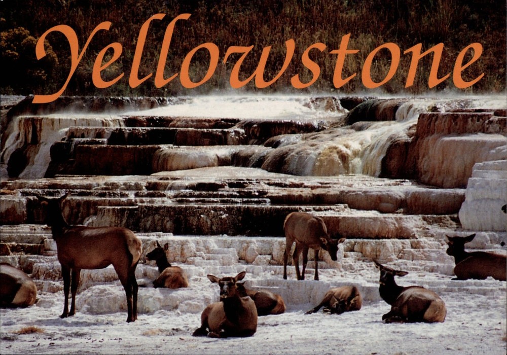 Yellowstone National Park Wyoming Mammoth Hot Springs deer vintage postcard