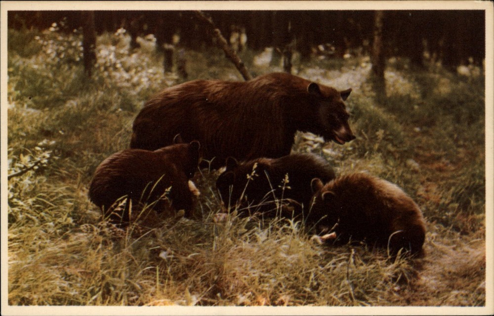 Black Bear and Cubs Canadian Rockies vintage postcard s261
