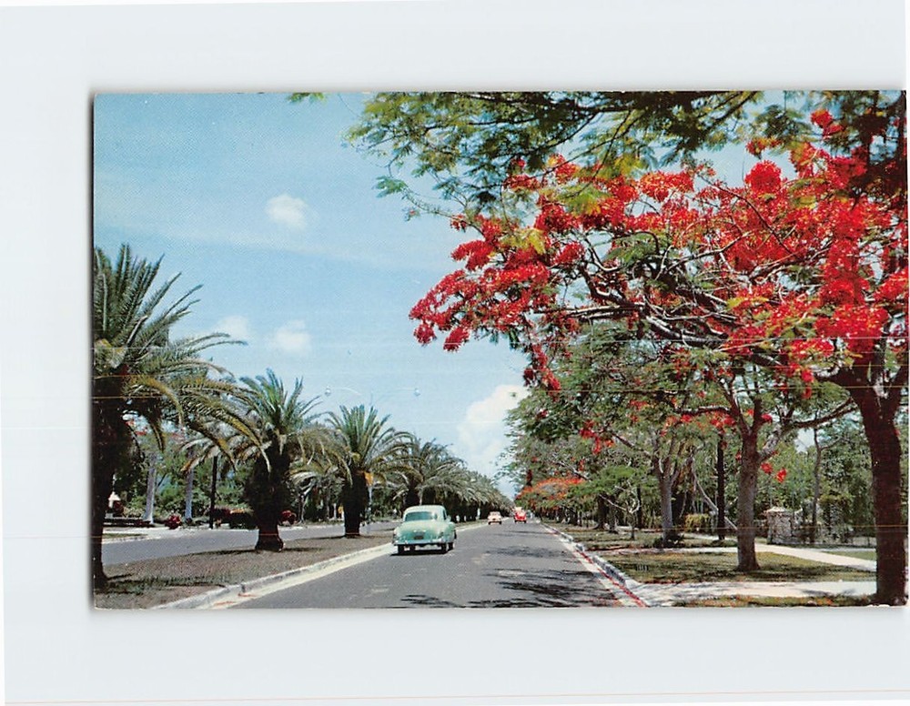 Postcard Royal Poinciana Along South Miami Avenue Miami Florida USA