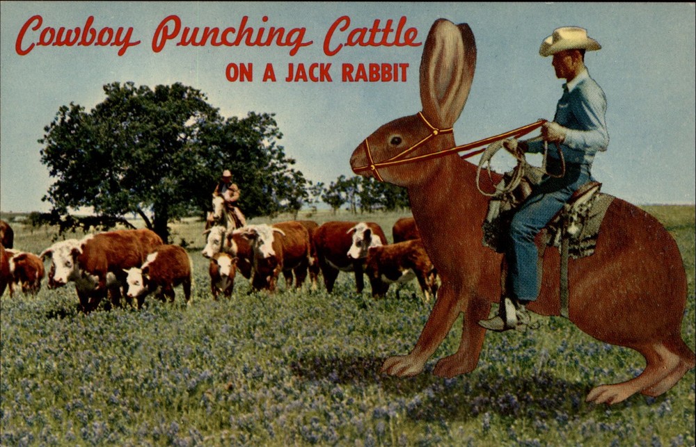 Cowboy Punching Cattle comic exaggeration giant Jack Rabbit vtg postcard b703