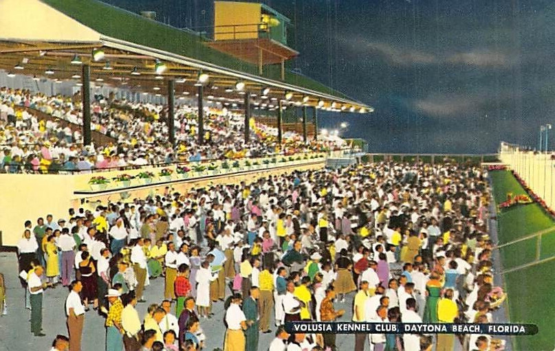 Postcard FL: Volusia Kennel Club, Daytona Beach, Florida, 1950's