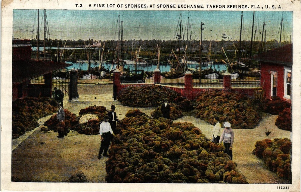 Dr Jim Stamps Postcard Sponge Exchange Tarpon Springs Florida Men Inspecting