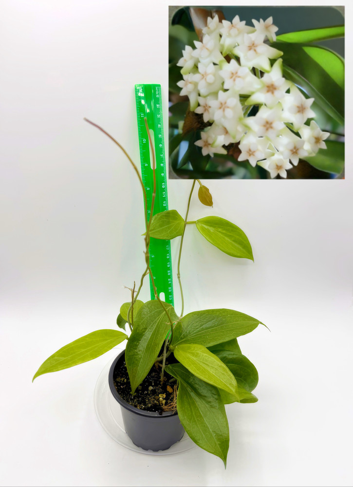 Hoya cominsii Young Well Rooted Plant