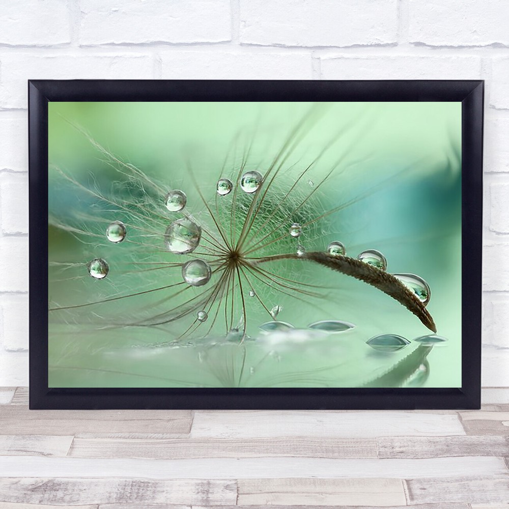 Aurora Borealis Water Drops Dandelion Seed Reflection Green Colour Art Print