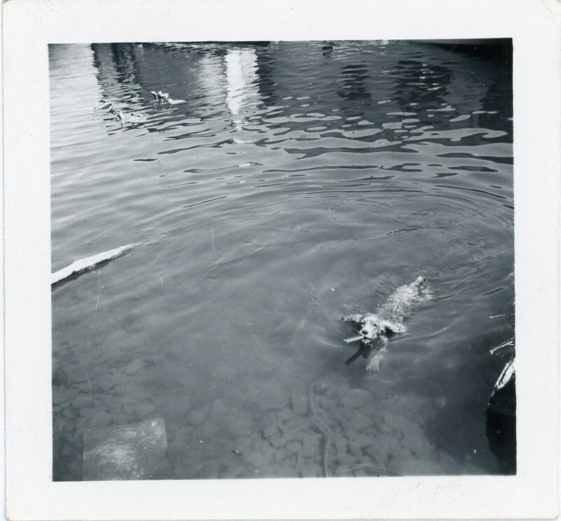 Vintage Dog Photo Swimming Retrieving Stick Unusual 90s Snapshot
