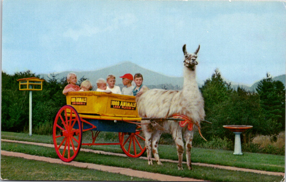 Vintage Postcard Sterling Alaska Fur And Game Farms Lake Placid New York
