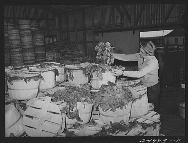 Farm Security Administration,Nueces County,Texas,Robstown,TX,Rothstein,FSA,5