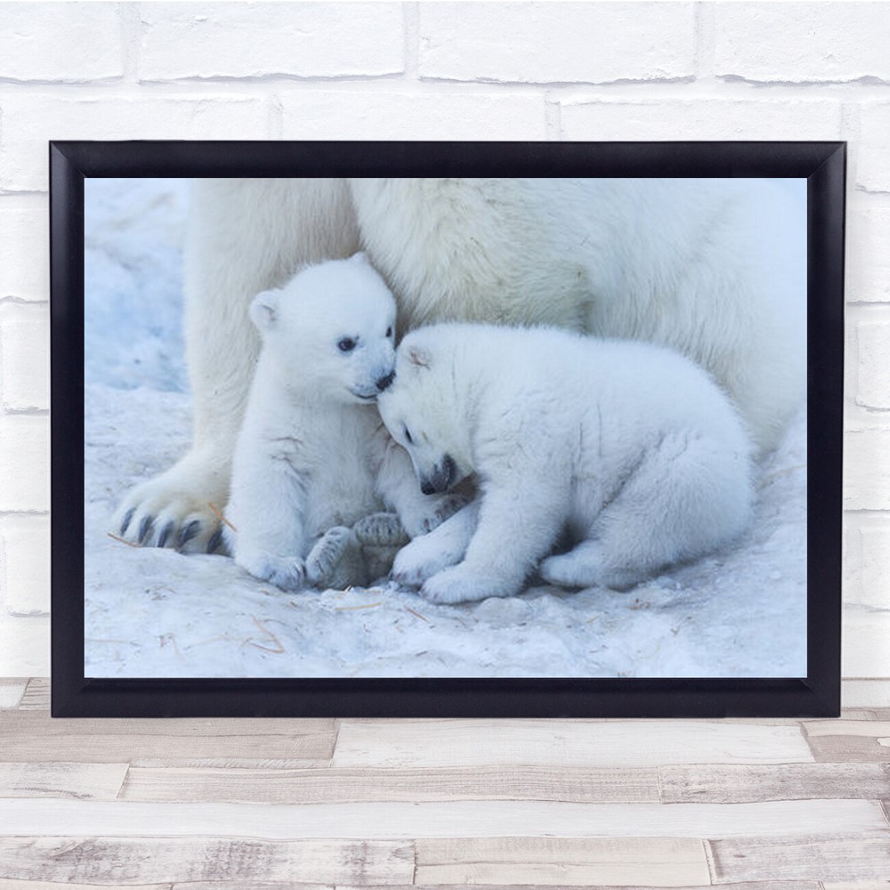 Polar Bear Cub Animal Arctic Baby Care Carnivore Change Wall Art Print