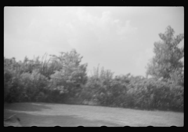 1930s Rural Landscape Trees Roadside Scene Black and White Photo Print