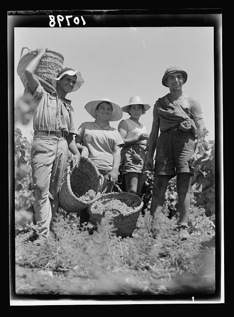 Zikhron Yaakov Palestine 1939 Grape Harvest Basket Collecting Vintage Season