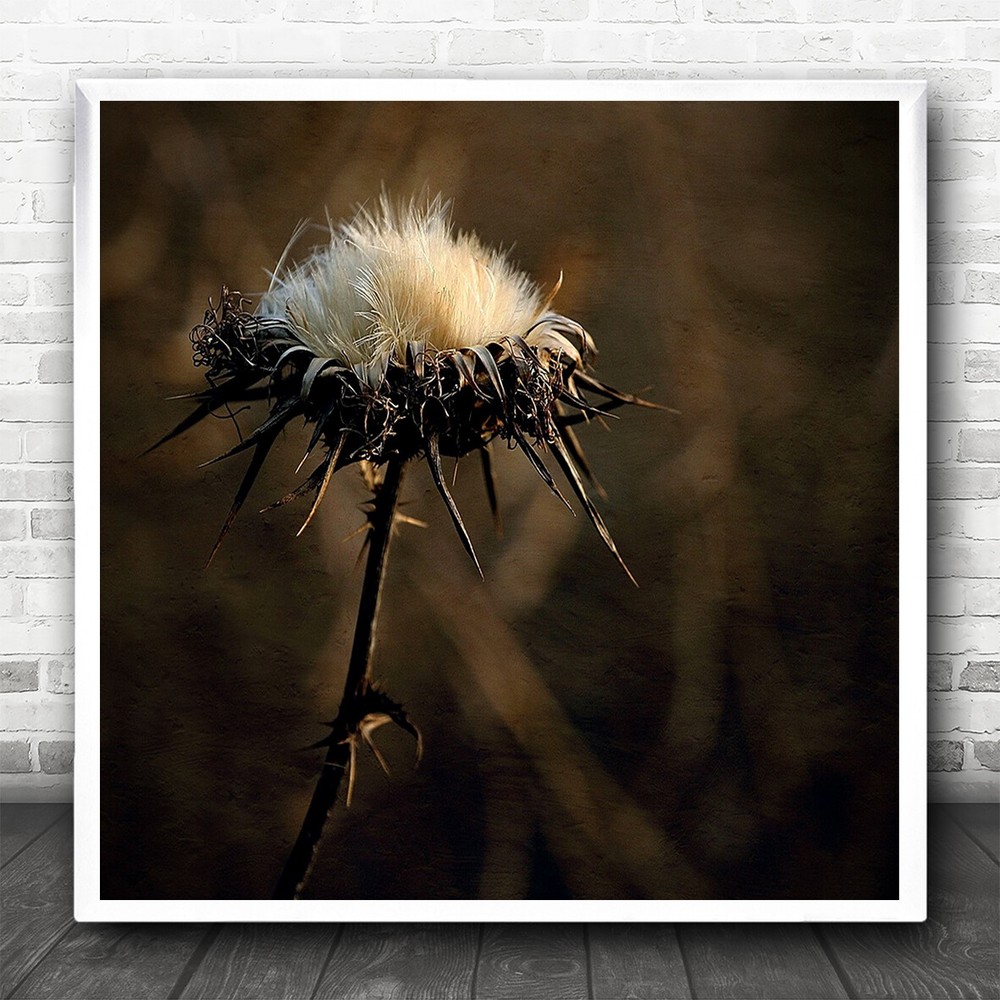 Flower Macro Withered Dry Dried Flowers Square Wall Art Print