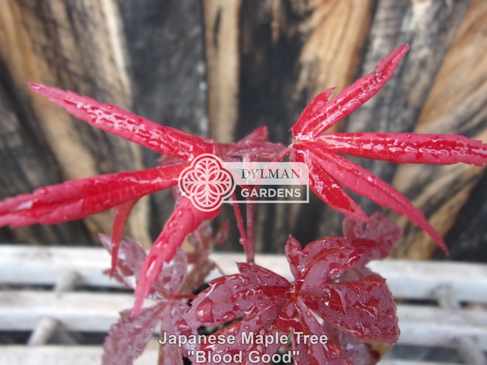 5 Dormant Japanese Maple Trees - Acer palmatum 'Bloodgood' - 2 to 4 inches-image