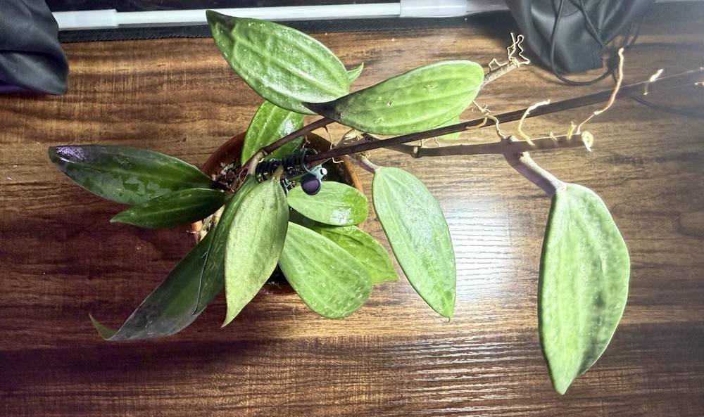 Hoya Rangsan