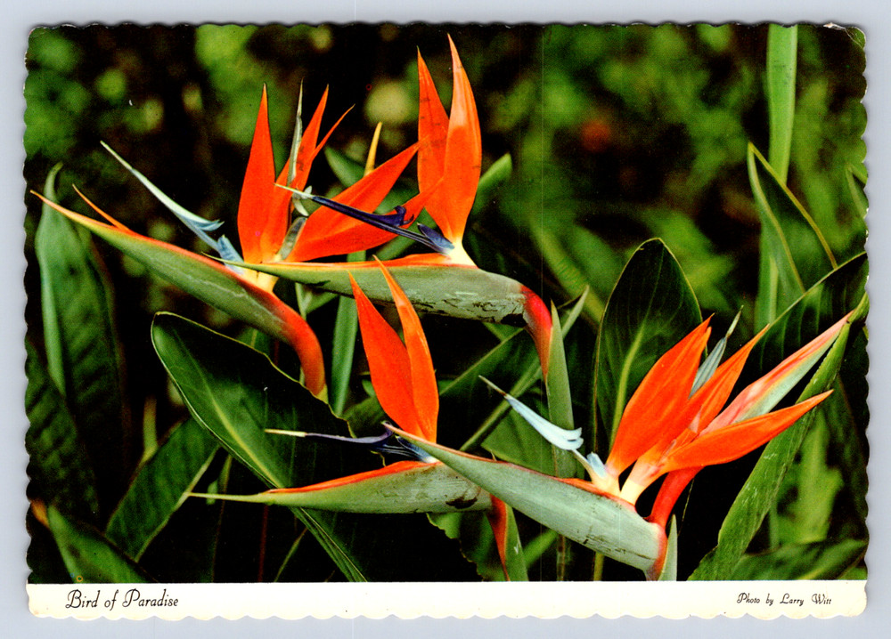 Vintage Postcard Bird of Paradise Honolulu Hawaii