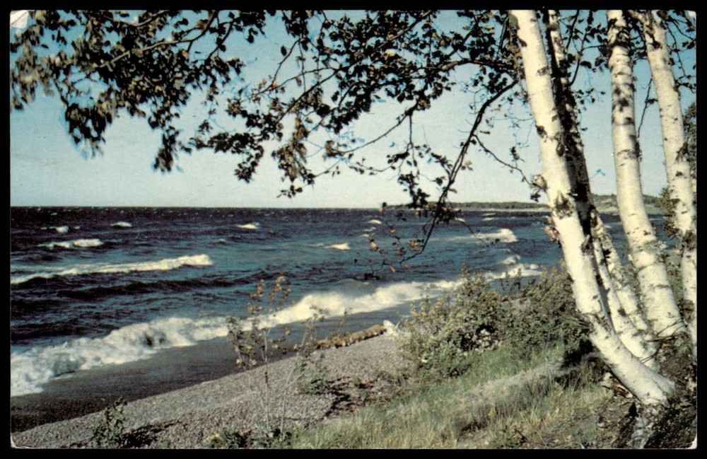 Vintage 1965 Alanson Michigan Birches on the Beach Lake Superior Postcard