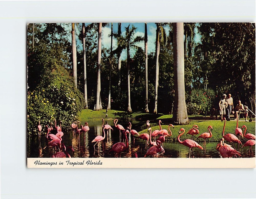 Postcard Flamingos in Tropical Florida USA