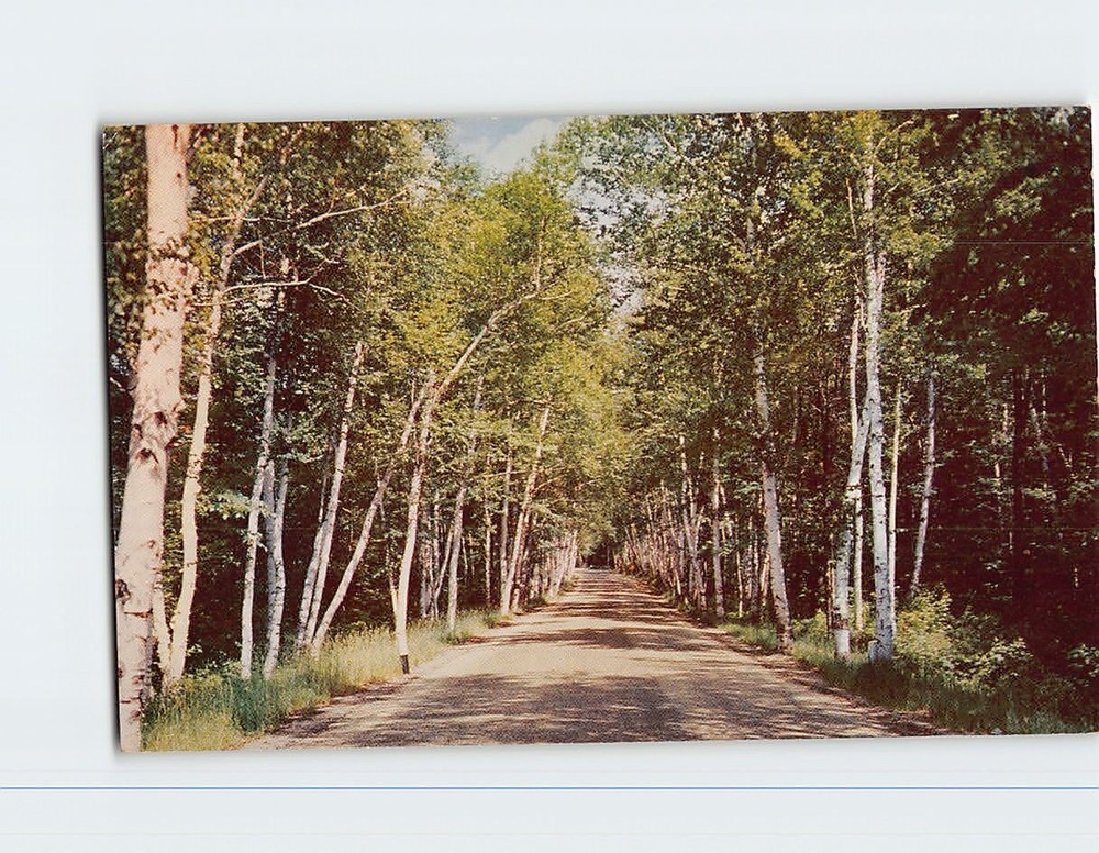 Postcard Famous Birch Road White Mountains Shelburne New Hampshire USA