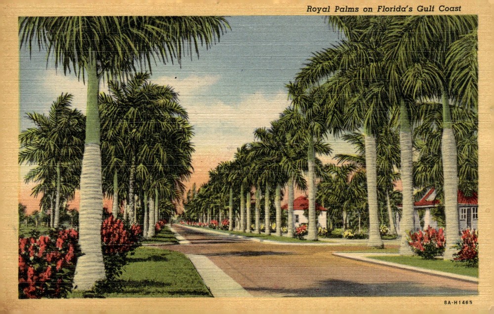 1938 Royal Palms Florida Gulf Coast Linen Art-Colortone Postcard Curt Teich
