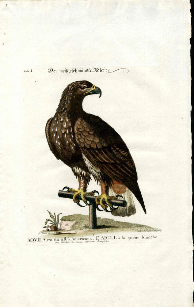 1768 George Edwards Original Bird Print Seligmann Engraving Sea Eagle