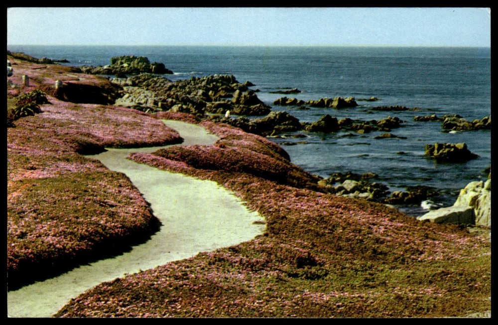 Vintage Pacific Coast Line Postcard California Coastal Path Flowers Ocean