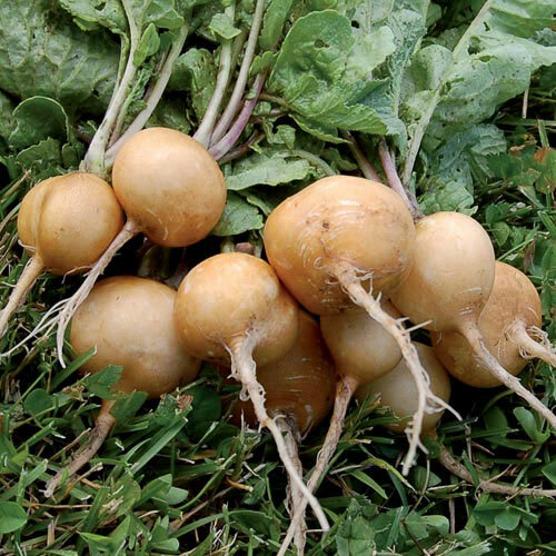 Golden Helios Radish Seeds, NON-GMO, Rare Heirloom, Variety Sizes, FREE SHIPPING