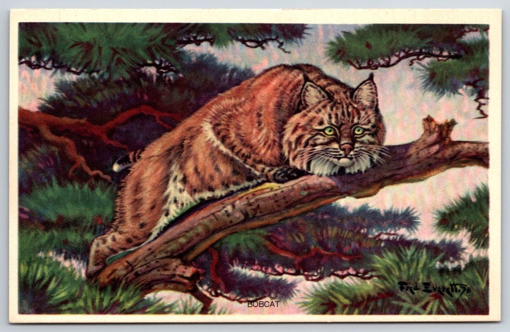 American Wildlife~Wild Bobcat Perched In Pine Tree~Vintage Postcard
