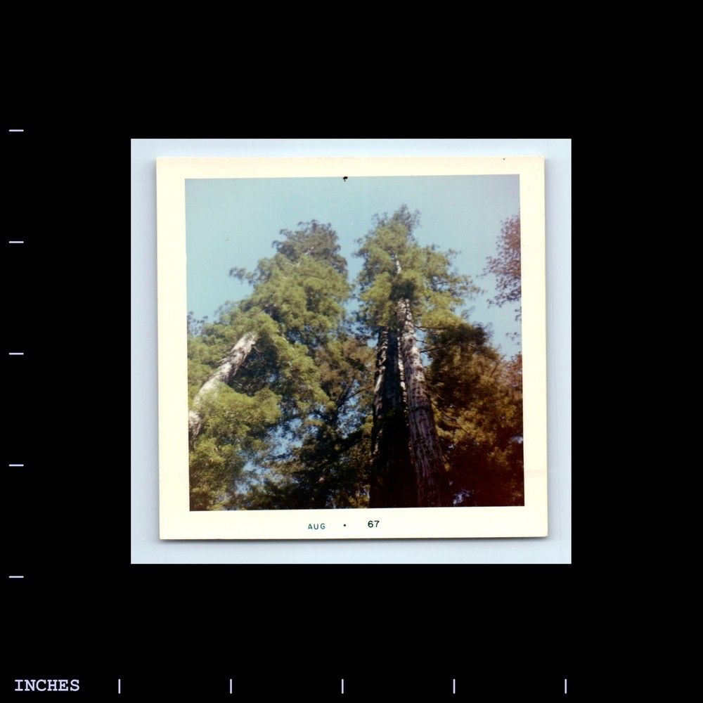 Square Color Photo BIG TREES CALIFORNIA LANDSCAPE