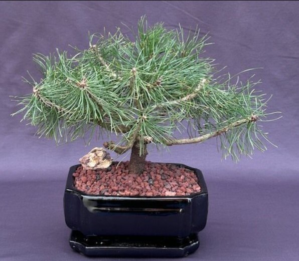 Mugo Pine Bonsai Tree Live Outdoor Pinus Mugo Valley Cushion 10in Tall