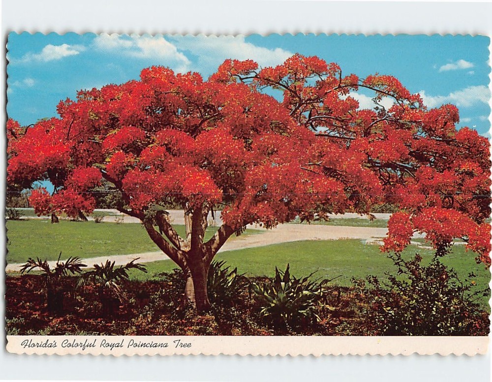 Postcard Royal Poinciana Tree Florida USA