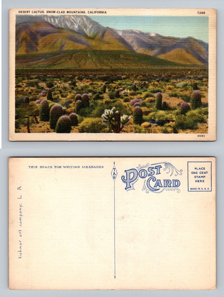 California, CA-California, Desert Cactus & Snow-Clad Mountains Vintage Postcard