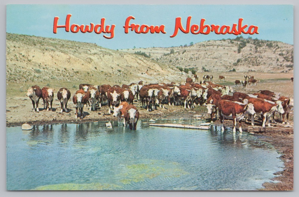 State View~Cows In Pasture In Nebraska~Vintage Postcard