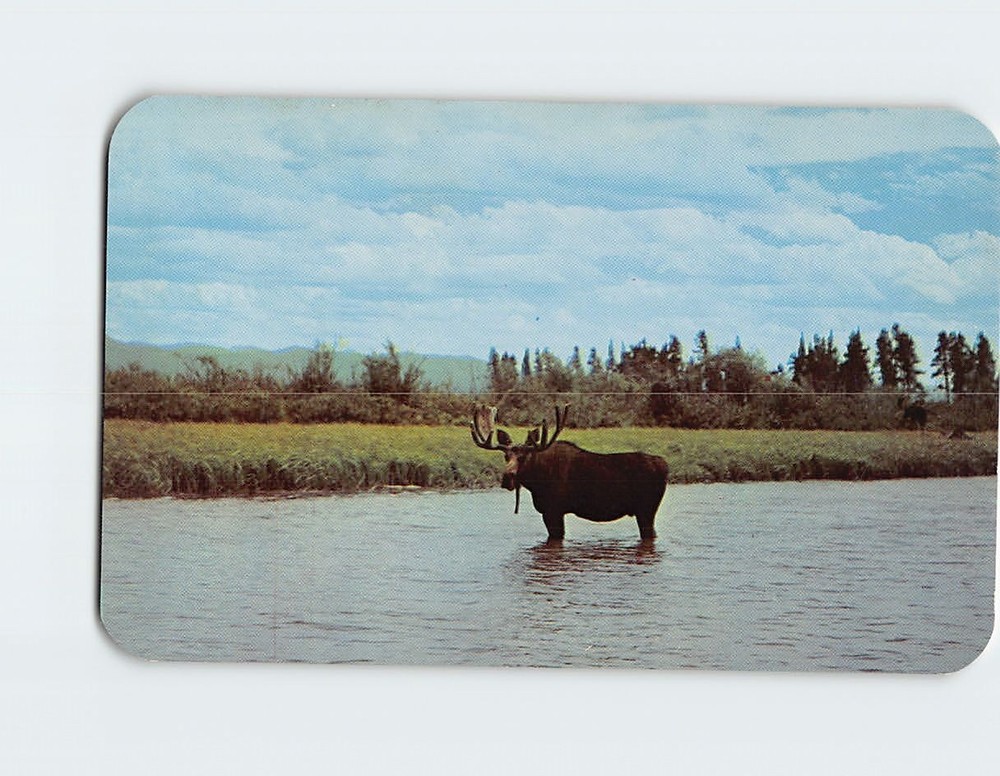Postcard Bull Moose in a mountain stream