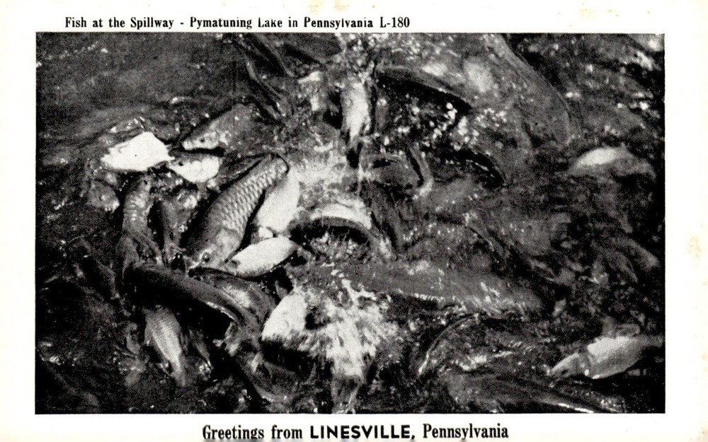 1950s Pymatuning Lake Spillway Linesville Pennsylvania B&W Vintage Postcard