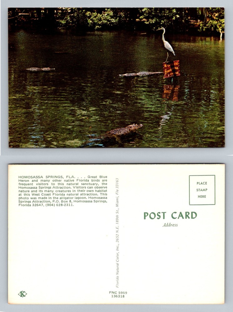 Homosassa Springs, FL-Florida, Alligator Lagoon & Blue Heron Vintage Postcard
